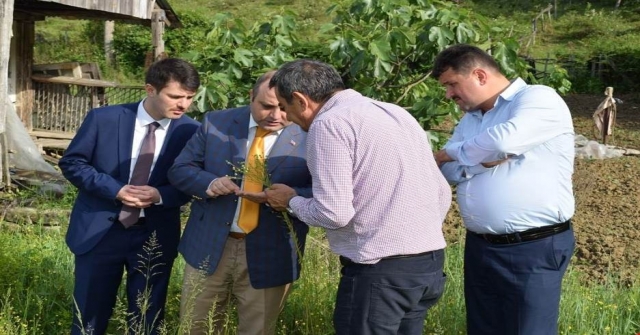 Ayancık Keten Bezi Tescillendi