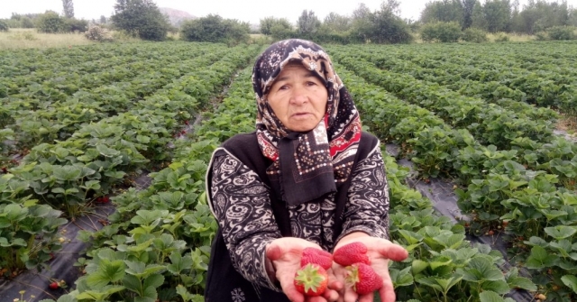 Yedi Veren Çileği Üreticinin Yüzünü Güldürdü