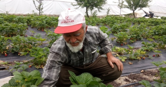 Yedi Veren Çileği Üreticinin Yüzünü Güldürdü