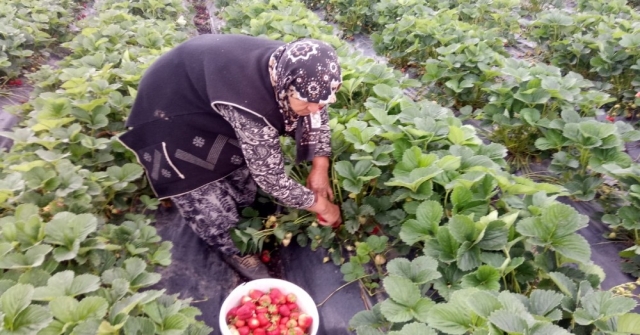 Yedi Veren Çileği Üreticinin Yüzünü Güldürdü