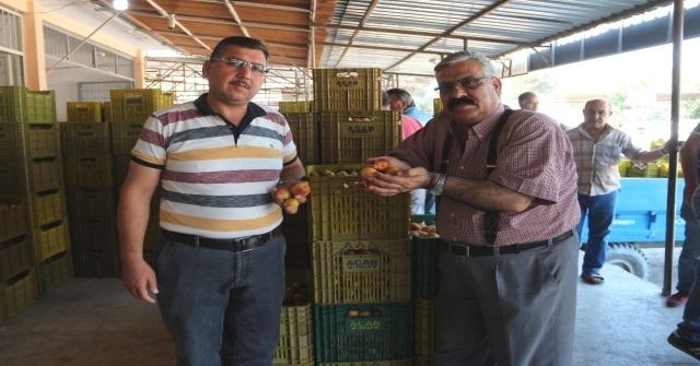 Kayısı 80 Kuruşa Düştü