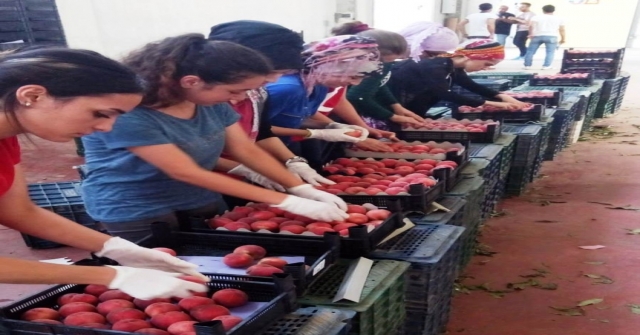 Şeftali Ve Nektarin Üreticisi Bayramı Erken Yaptı