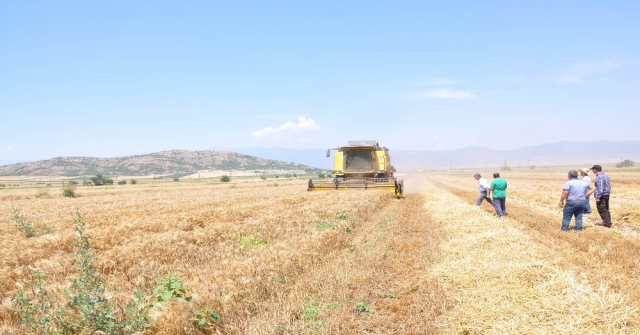 Türkiyenin Tahıl Ambarı Güneydoğuda Buğday Ve Arpa Hasadı Başladı