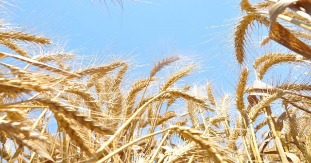 Türkiyenin Tahıl Ambarı Güneydoğuda Buğday Ve Arpa Hasadı Başladı