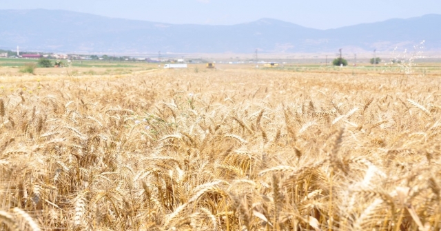 Türkiyenin Tahıl Ambarı Güneydoğuda Buğday Ve Arpa Hasadı Başladı
