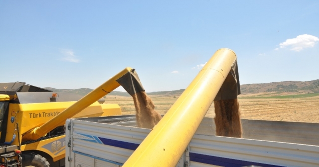 Türkiyenin Tahıl Ambarı Güneydoğuda Buğday Ve Arpa Hasadı Başladı