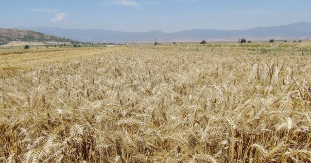 Türkiyenin Tahıl Ambarı Güneydoğuda Buğday Ve Arpa Hasadı Başladı