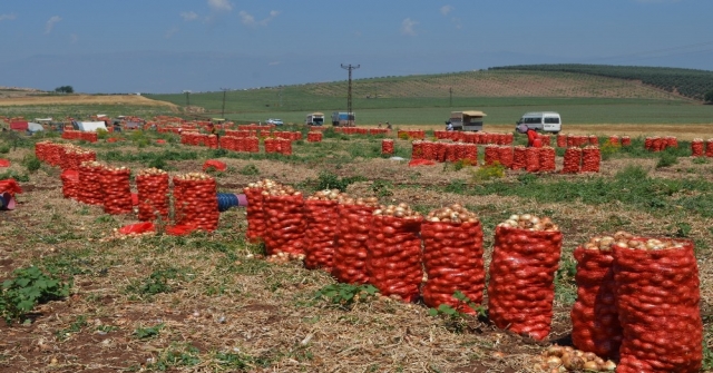 Amik Ovasında Soğan Hasadı