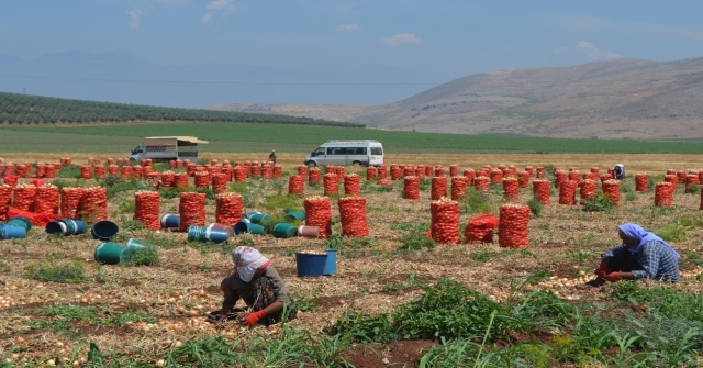 Amik Ovasında Soğan Hasadı