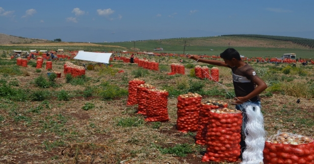 Amik Ovasında Soğan Hasadı