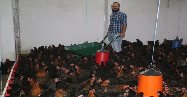 Bankacılıktan Bin 500 Tavuklu Çiftliğe