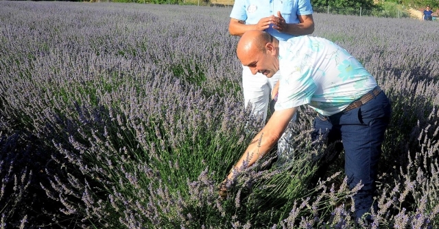 Seferihisarda Lavanta Rüzgarı