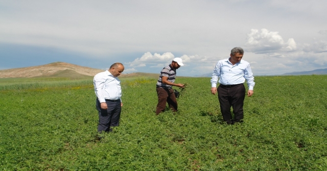 Mehmetçiğin Nohut İhtiyacını Sivas Karşılayacak