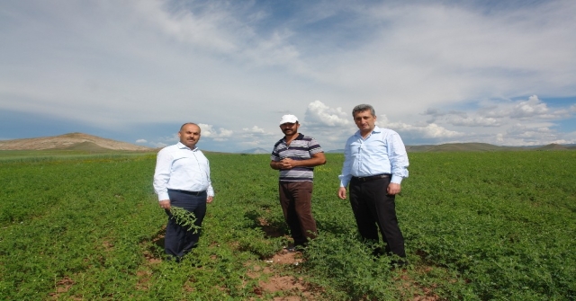 Mehmetçiğin Nohut İhtiyacını Sivas Karşılayacak