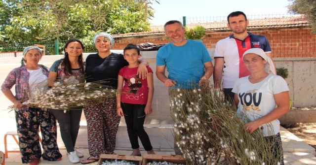 Ödemiş Çevresinden 1 Ton Yaş Koza Beklentisi