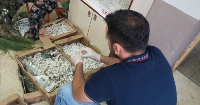 Ödemiş Çevresinden 1 Ton Yaş Koza Beklentisi