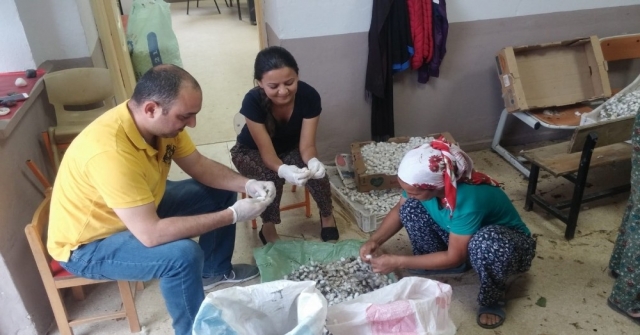Ödemiş Çevresinden 1 Ton Yaş Koza Beklentisi