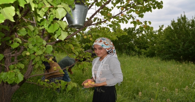 Iğdırda Dolu Yağışı Kayısıyı Vurdu