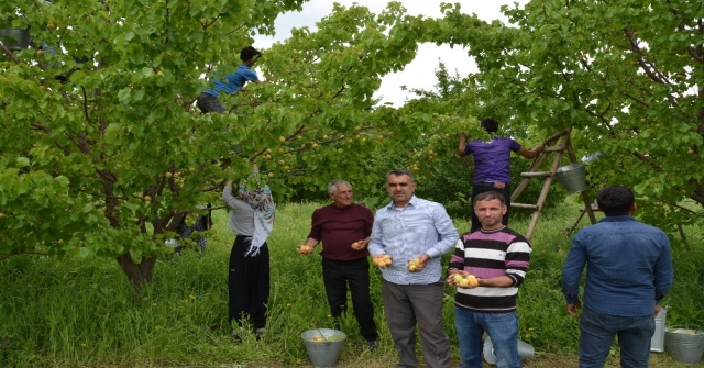 Iğdırda Dolu Yağışı Kayısıyı Vurdu