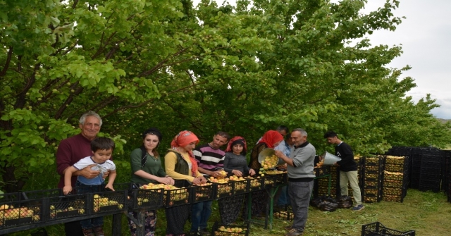 Iğdırda Dolu Yağışı Kayısıyı Vurdu