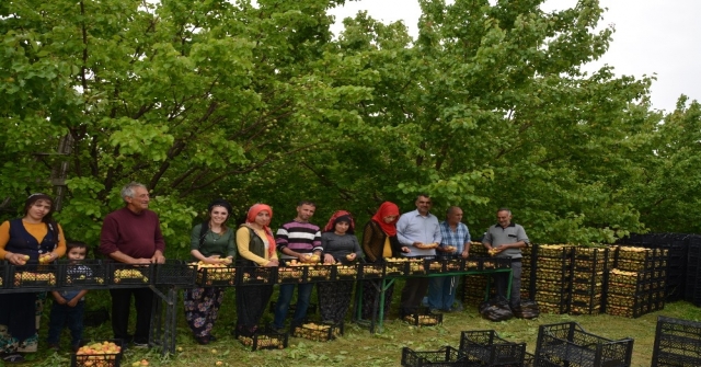 Iğdırda Dolu Yağışı Kayısıyı Vurdu