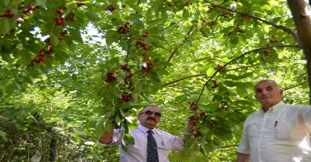 Artvinde Kiraz Hasadı Başladı