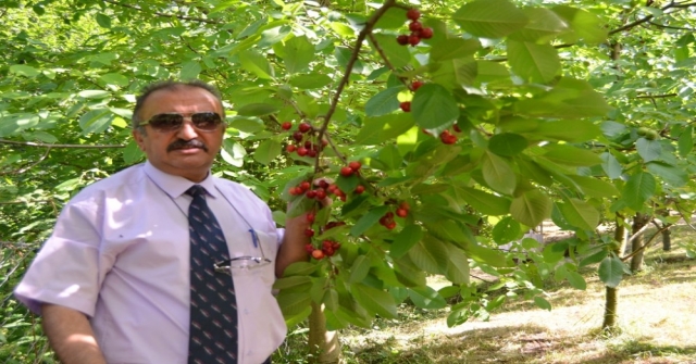 Artvinde Kiraz Hasadı Başladı