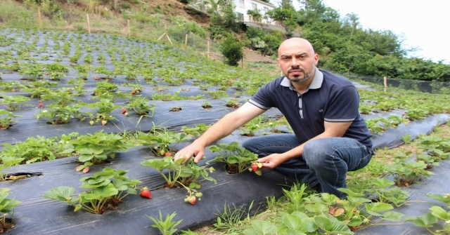 İş bulamadı şimdi çilek yetiştiriyor