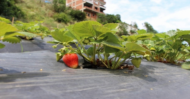 İş bulamadı şimdi çilek yetiştiriyor