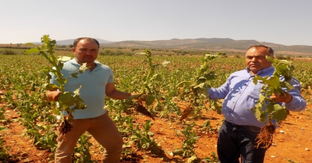 Karacasulu Üreticiler Yardım Bekliyor