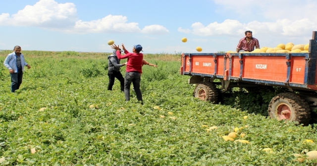 Aromasıyla Meşhur Kırıkhan Kavununun Hasadı Başladı