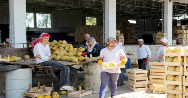 Aromasıyla Meşhur Kırıkhan Kavununun Hasadı Başladı