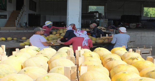 Aromasıyla Meşhur Kırıkhan Kavununun Hasadı Başladı