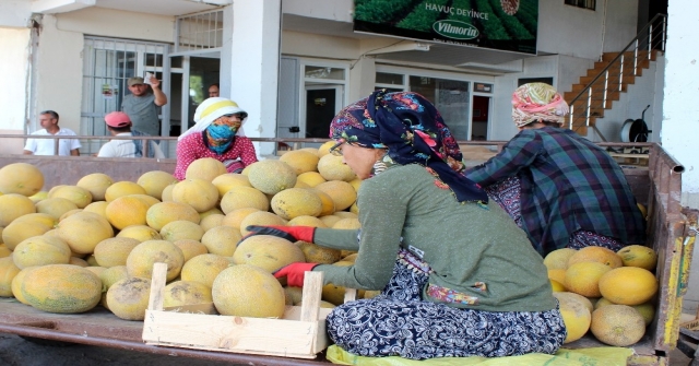 Aromasıyla Meşhur Kırıkhan Kavununun Hasadı Başladı