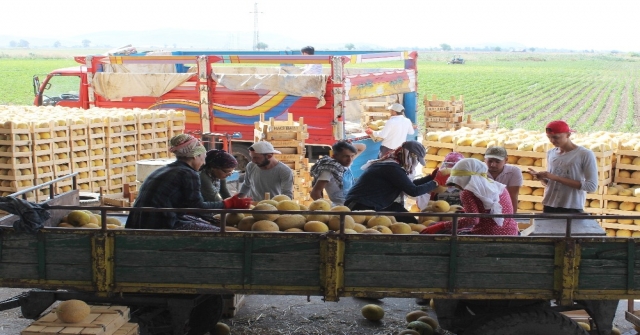 Aromasıyla Meşhur Kırıkhan Kavununun Hasadı Başladı