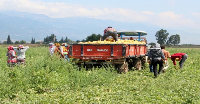 Aromasıyla Meşhur Kırıkhan Kavununun Hasadı Başladı