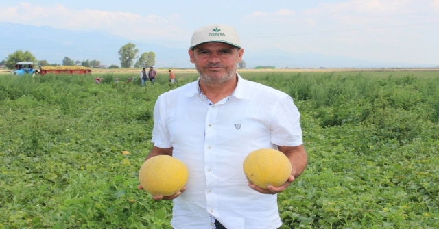 Aromasıyla Meşhur Kırıkhan Kavununun Hasadı Başladı