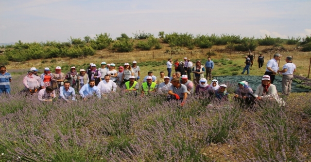 'Lavanta' ek gelir kapısı