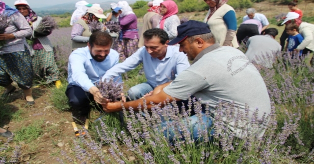 'Lavanta' ek gelir kapısı