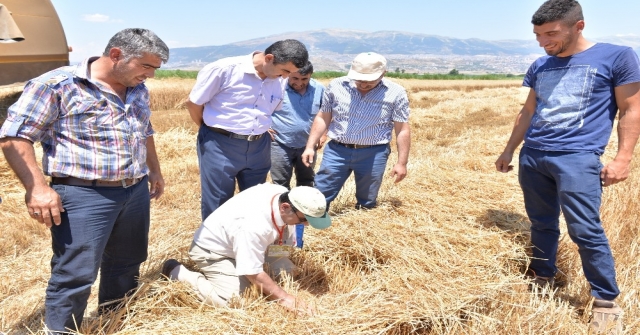 Kahramanmaraşta Hububat Hasadı Başladı
