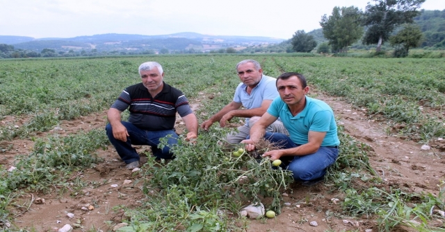 Bursa'da 30 Bin Dönüm Arazi Doludan Zarar Gördü