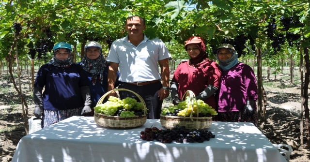 Manisa'da Üzüm Hasadı Başladı