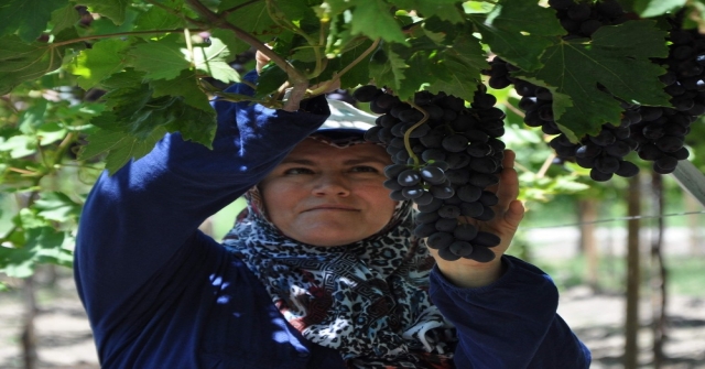 Manisa'da Üzüm Hasadı Başladı