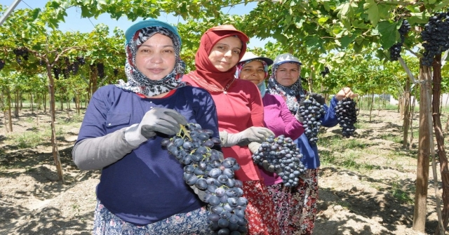 Manisa'da Üzüm Hasadı Başladı
