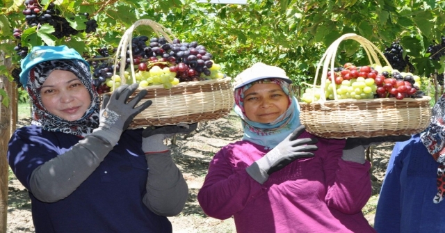 Manisa'da Üzüm Hasadı Başladı