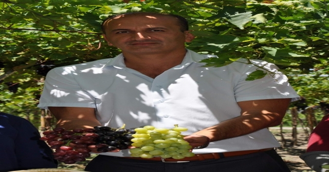 Manisa'da Üzüm Hasadı Başladı