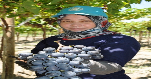 Manisa'da Üzüm Hasadı Başladı