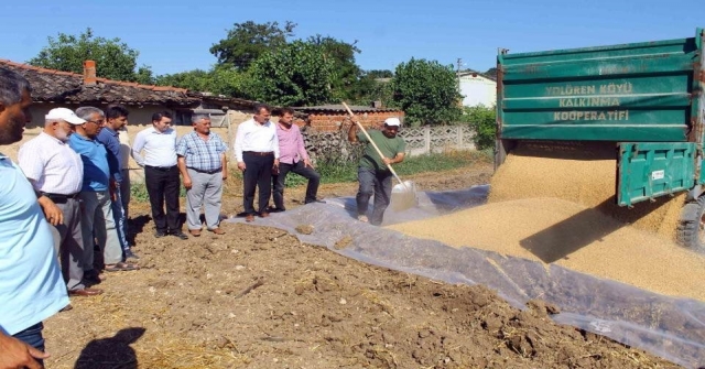 Tmo Buğday Alımına Başladı