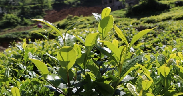 Çaykur Bu Yıl Yaş Çay Sezonunda 475 Kilogram Beyaz Çay Aldı
