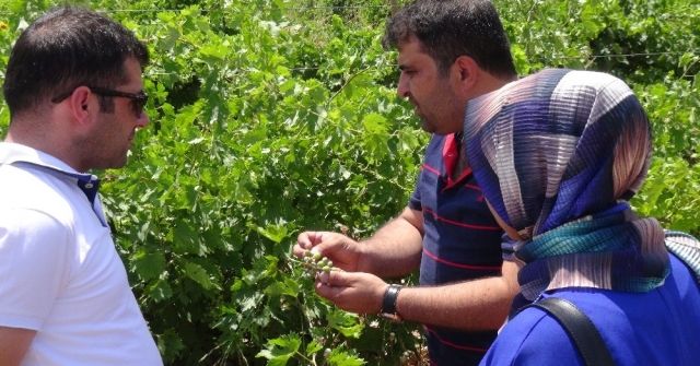 Gercüşte Çiftçilere Eğitim